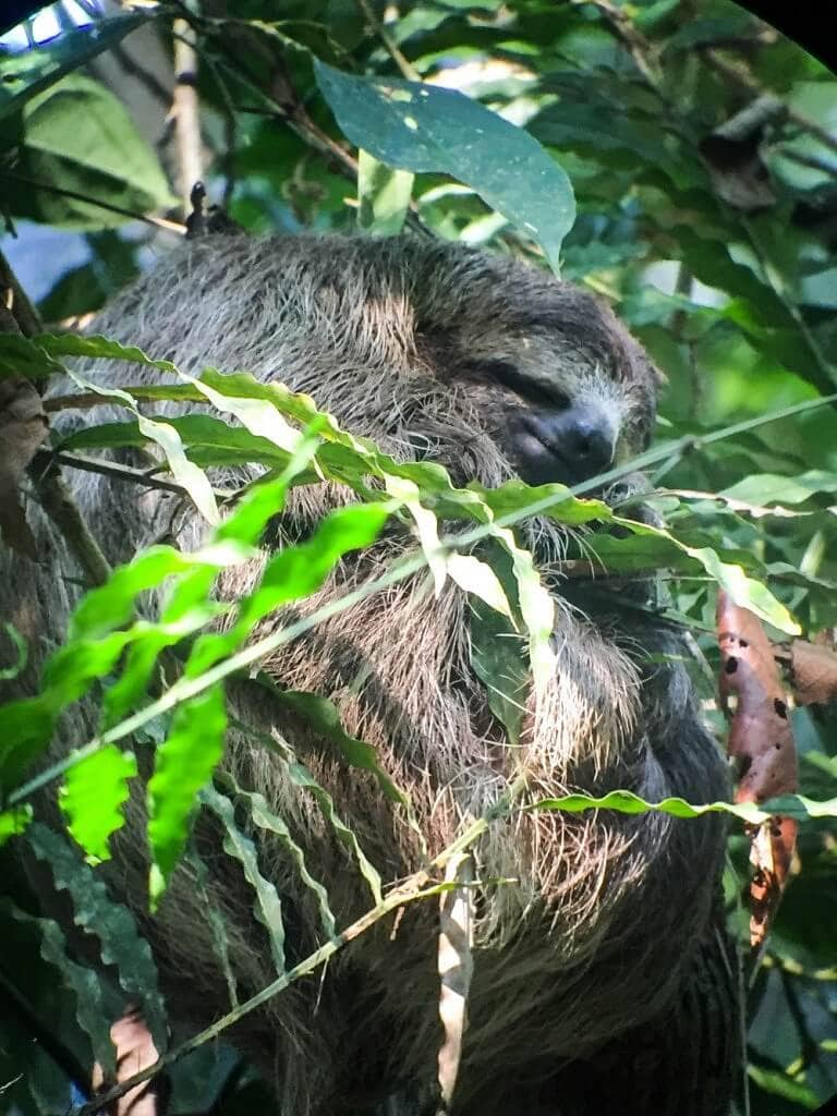 Sleeping Sloth