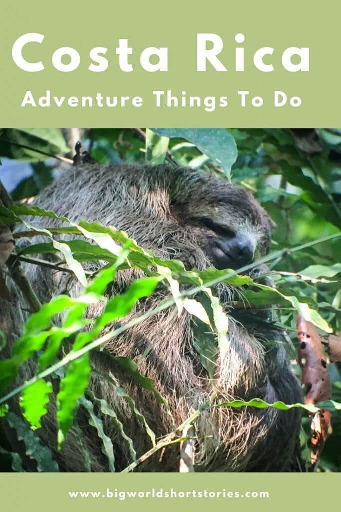 Sleeping Sloth in Costa RIcan Jungle