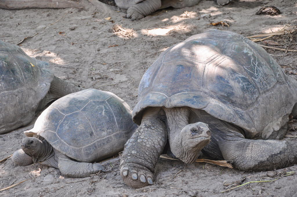 Gigantic tortoises in Seychelles Botanical Gardens