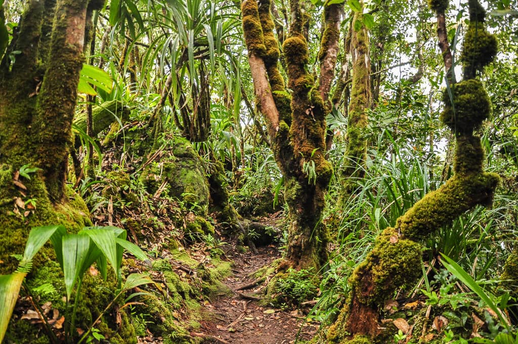 Morne Blanc Trail in Mahe island in Seychelles