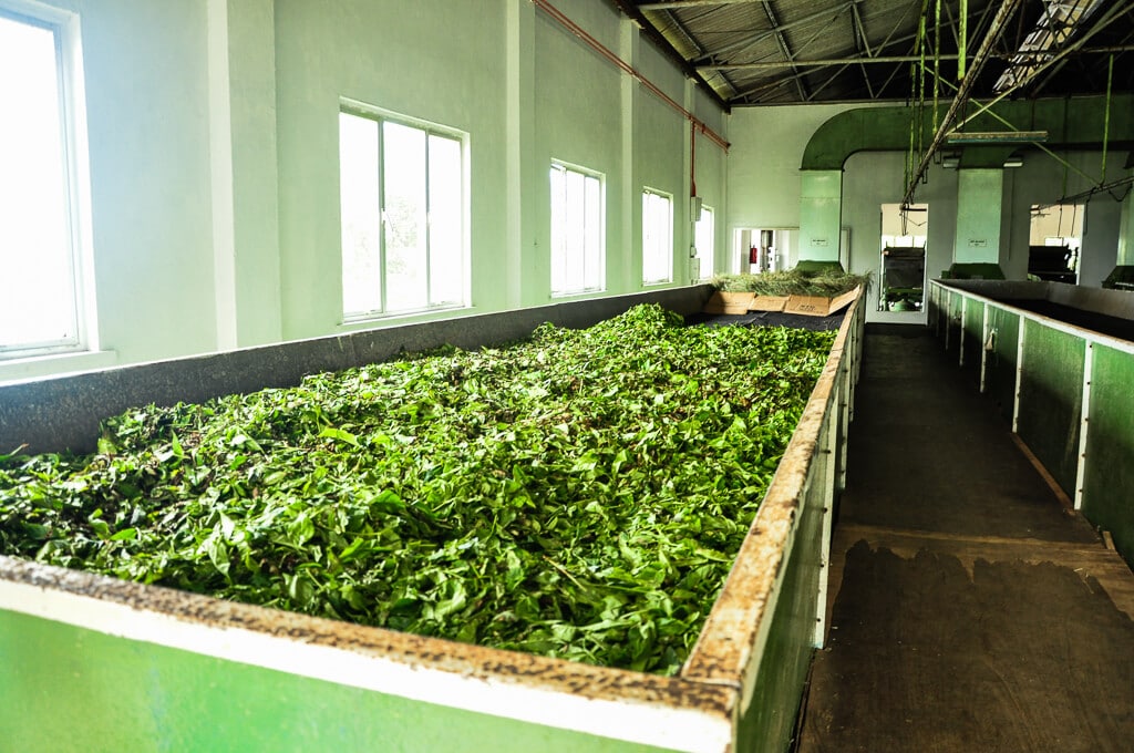 Tea Factory in Mahe island, Seychelles