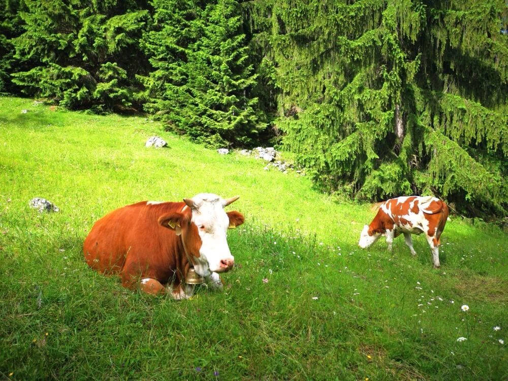 Alpine Cows sitting on the greass