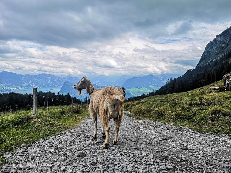 How to visit Mt. Pilatus near Lucerne in Switzerland