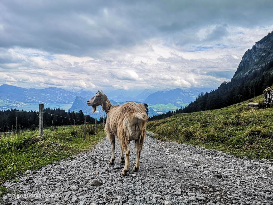 Goat on the way to Mount Pilatus and panoramic view