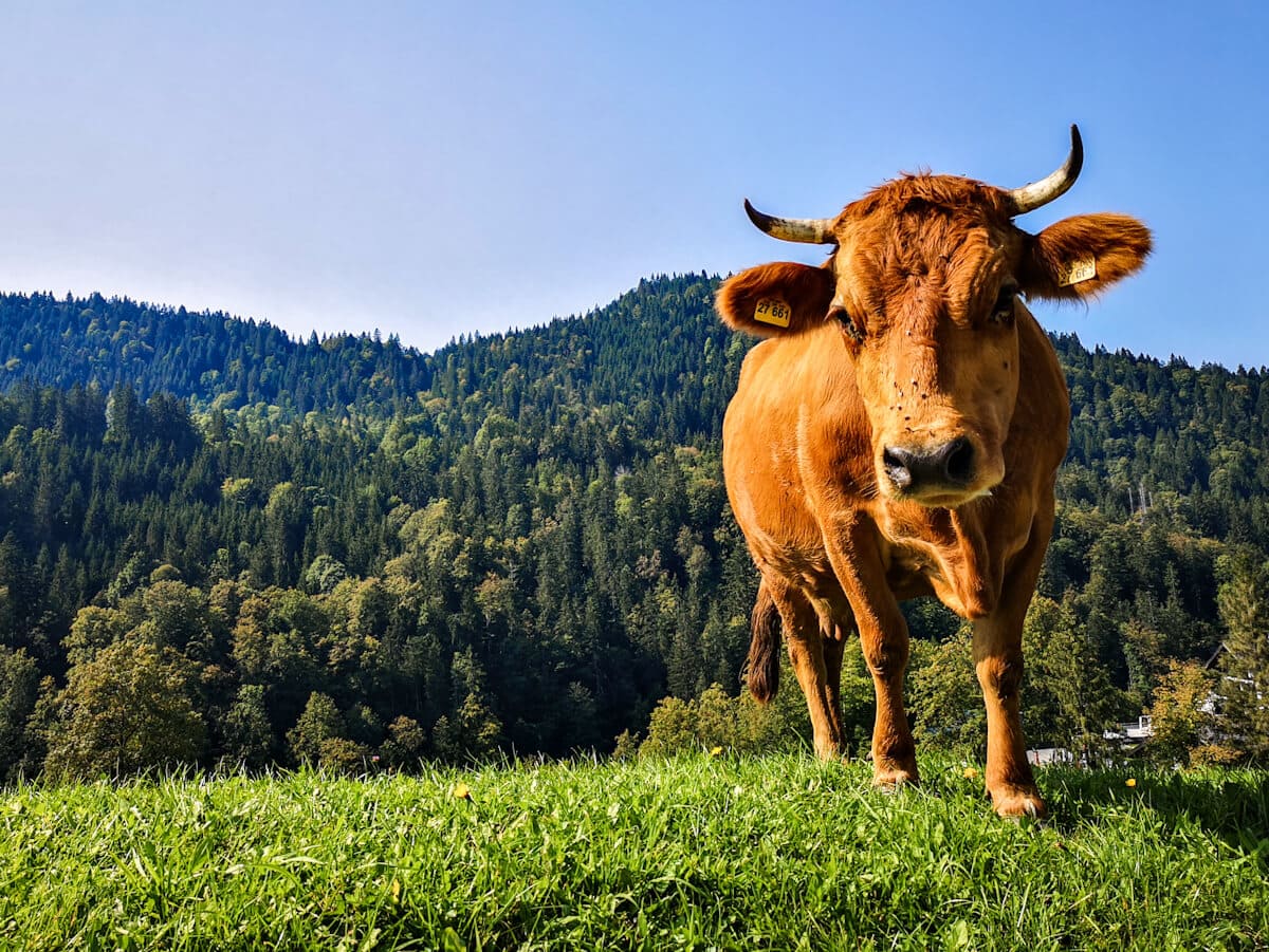 Alpine cow Ecklbauer near Partnachklamm