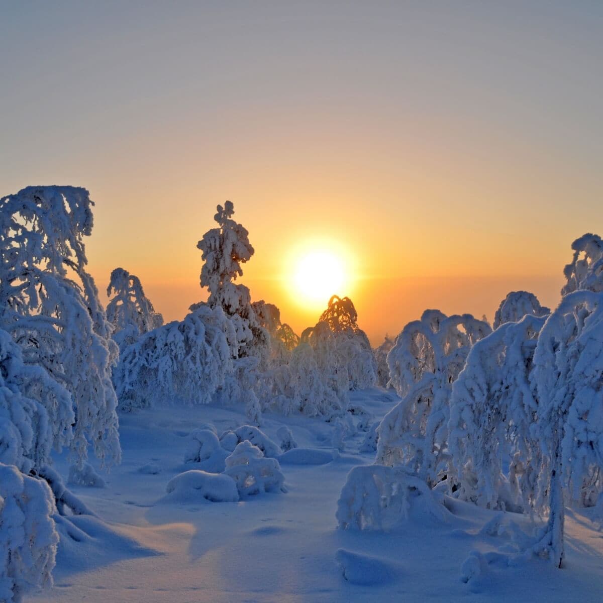 Lapland Winter