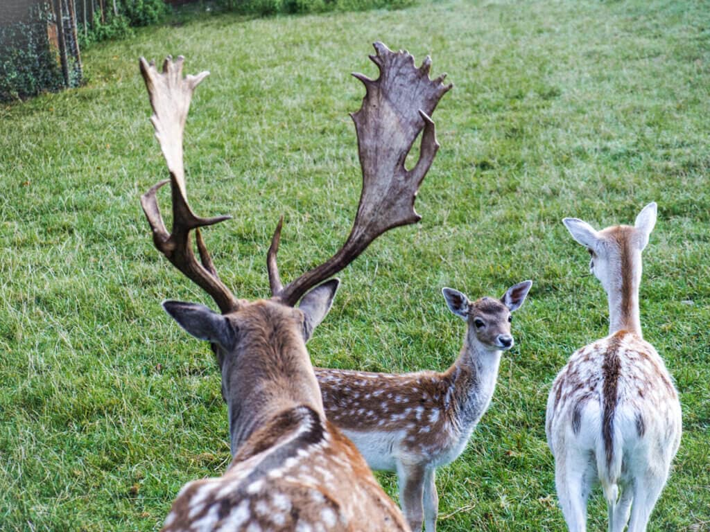 Alüine Deer family looking into camera