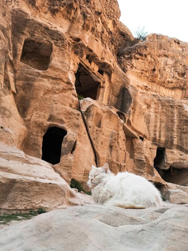 Cat in little Petra