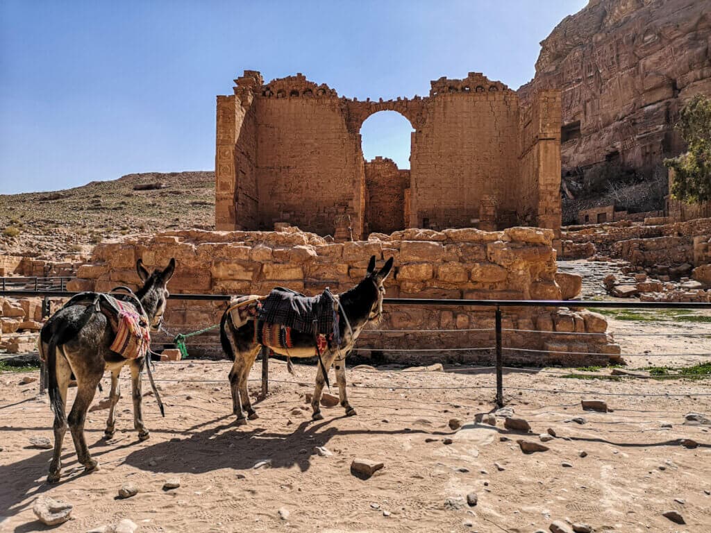 Donkeys walking inside the ancient city of Petra