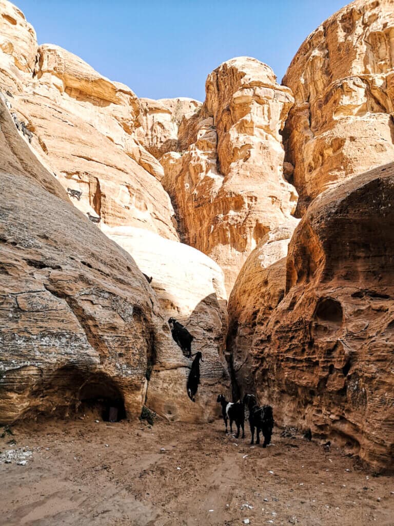 Goats climbing the cliffs in Petra