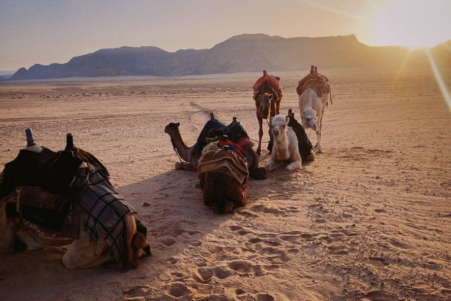 A group of camels Wadi Rum desert in sunrise