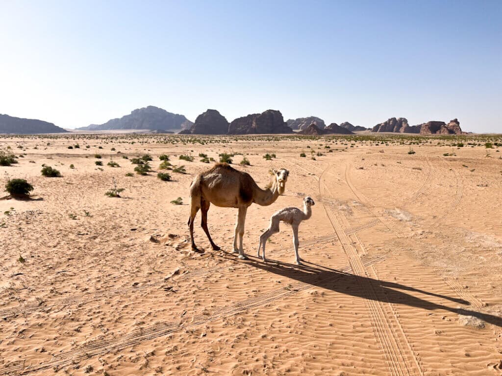 Camels on the road from Petra to Wadi Rum