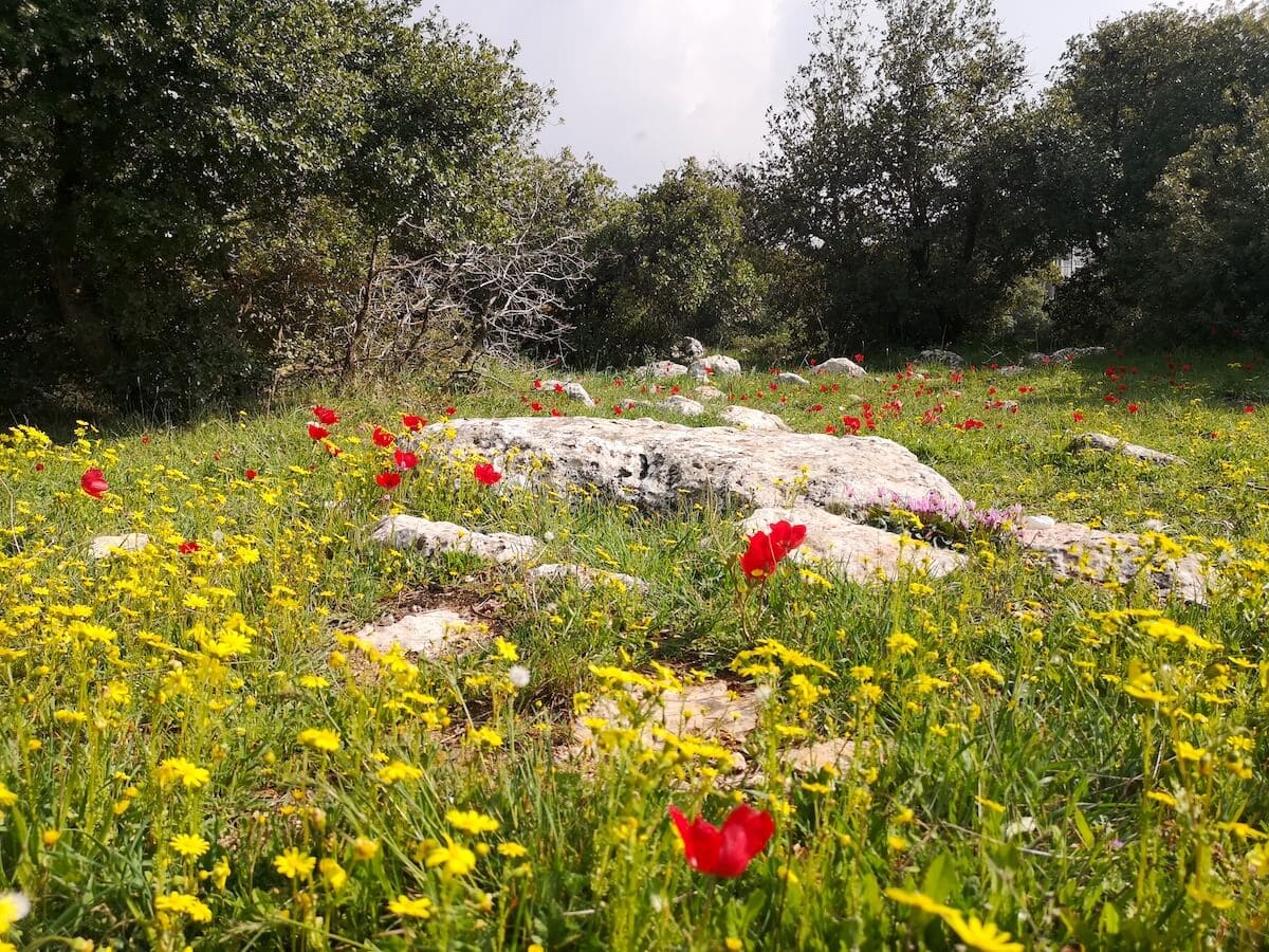 Ajloun Forest Reserve