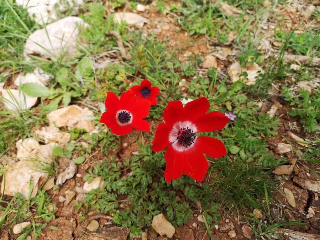 Wild flowers in Ajloun Forest Reserve