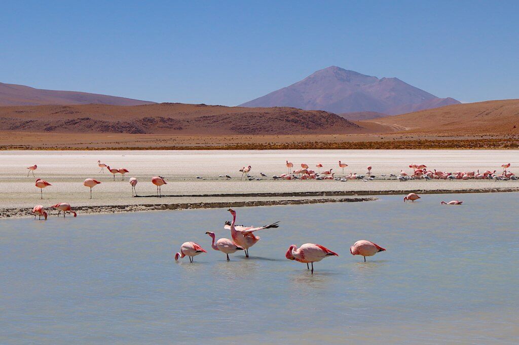 Pink Flamingos in Bolivia