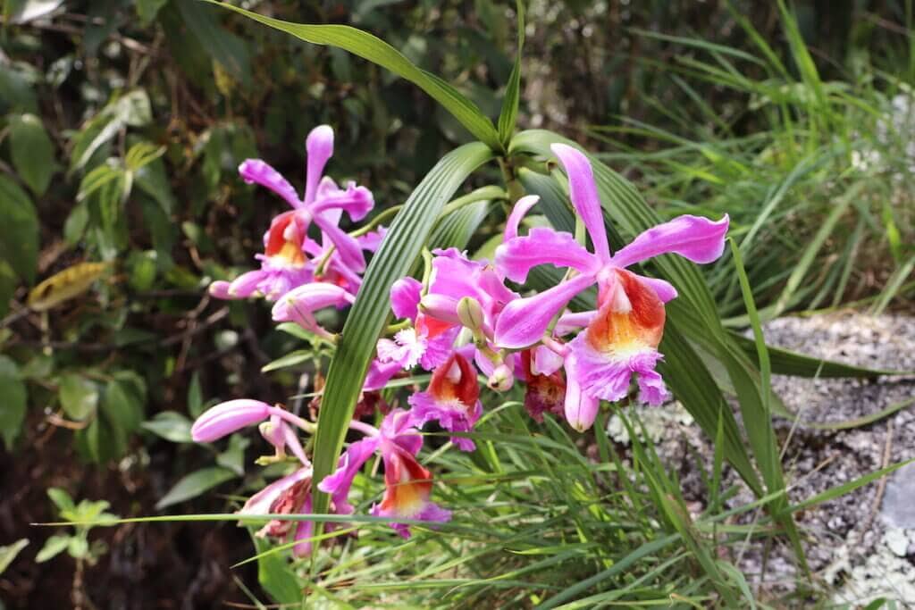 Wild Orchids Inca Trail
