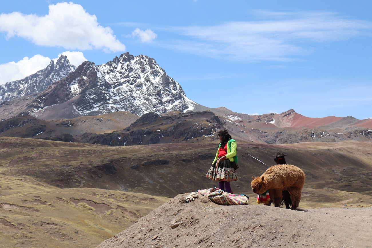 Alpacas on the way to the Rainbow Mountain