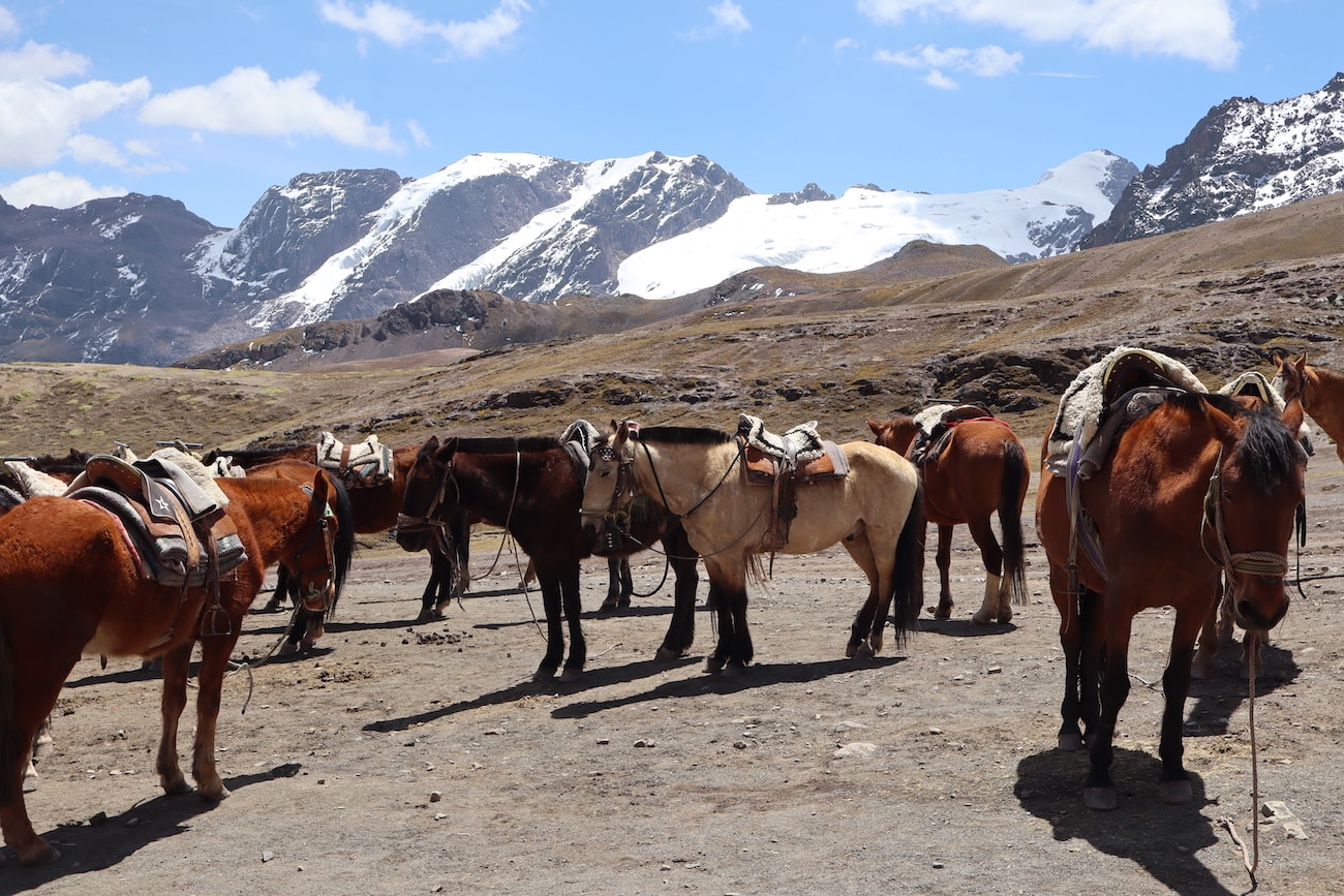 Horses on the Rainbow Mountain trek