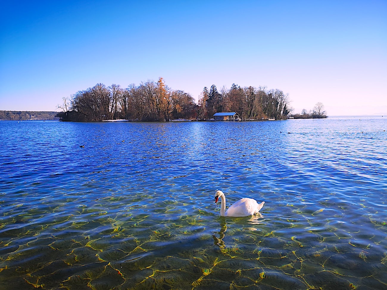 A swan swimming around Rose Island 