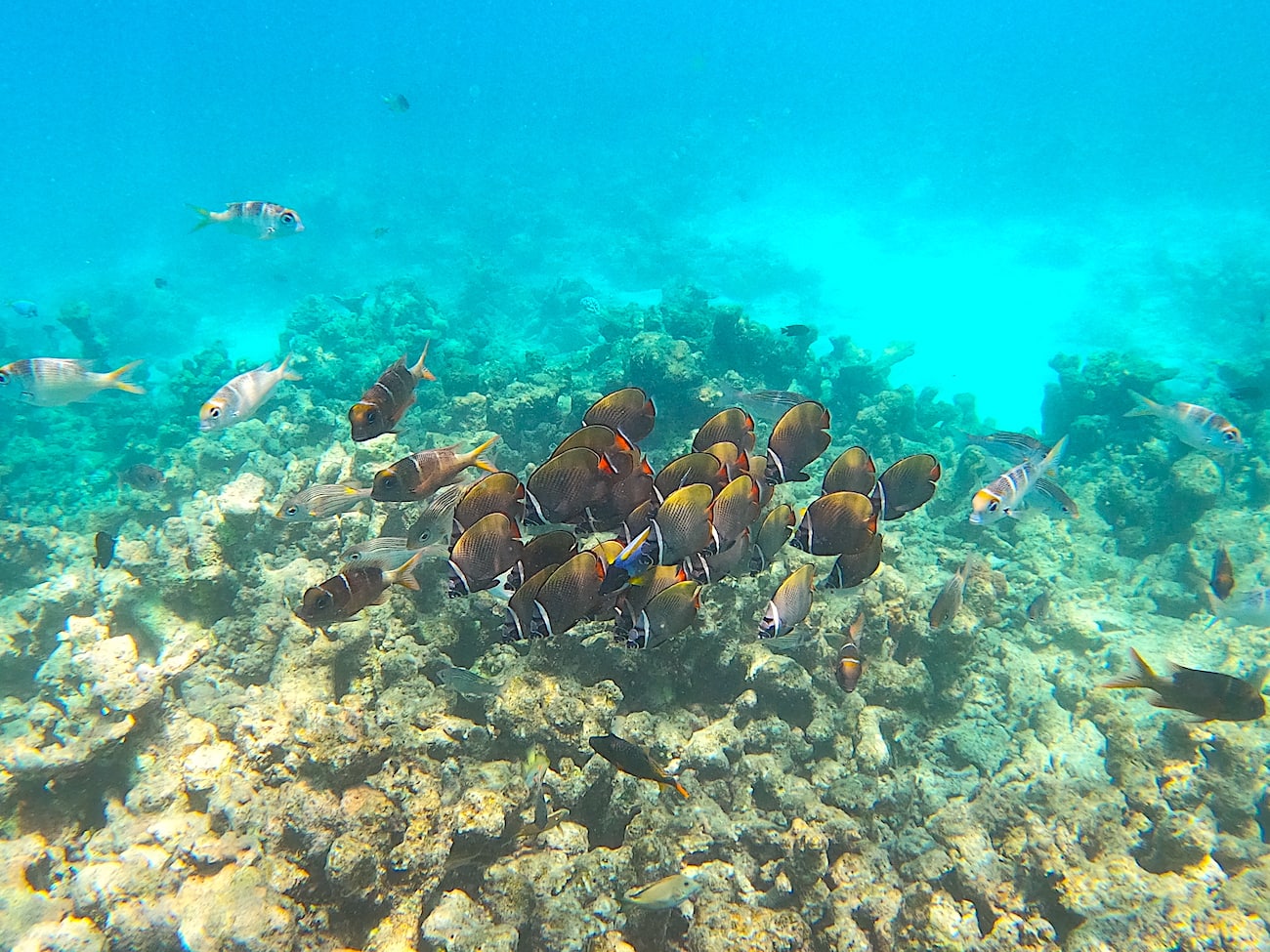 snorkeling red sea aqaba